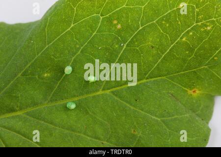 Convolvulus sphynx, morning glory (Agrius convolvuli sphinx, herse, convolvuli Sphinx convolvuli), œufs sur une feuille, Allemagne Banque D'Images