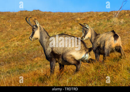 Chamois (Rupicapra rupicapra), avec le faon sur l'herbe à l'automne, France, Vosges Banque D'Images