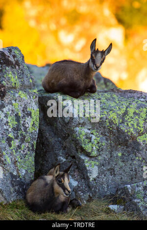 Chamois (Rupicapra rupicapra), deux faons reposant sur des roches à l'automne, France, Vosges Banque D'Images