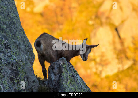 Chamois (Rupicapra rupicapra), fauve debout sur un rocher à l'automne, France, Vosges Banque D'Images