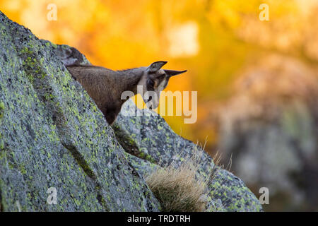 Chamois (Rupicapra rupicapra), fauve debout sur un rocher à l'automne, France, Vosges Banque D'Images