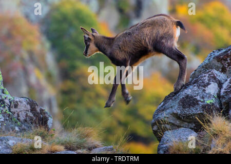 Chamois (Rupicapra rupicapra), fauve sautant d'un rocher à l'automne, France, Vosges Banque D'Images