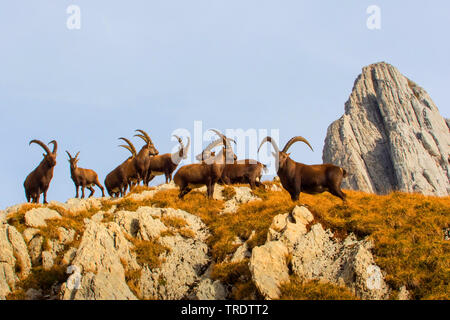 Bouquetin des Alpes (Capra ibex, Capra ibex ibex), groupe sur une montagne en automne, la Suisse, l'Alpstein Banque D'Images