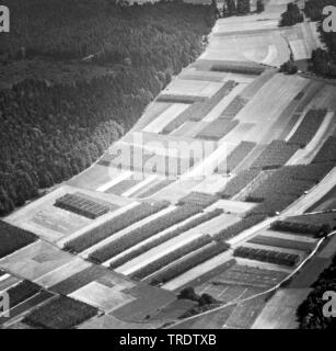 Champ de houblon dans l'Holledau, photo aérienne autour de l'année 1960, l'Allemagne, la Bavière Banque D'Images