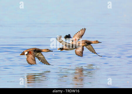 Le canard chipeau (Anas strepera strepera), Mareca, battant les mâles, l'Allemagne, la Bavière, le lac de Chiemsee Banque D'Images