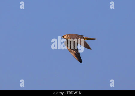 Le faucon pèlerin (Falco peregrinus), la chasse, l'Allemagne, la Bavière, le lac de Chiemsee Banque D'Images