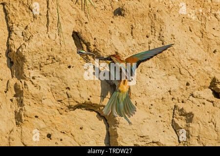 Eater Guêpier d'Europe (Merops apiaster), l'obtention d'un WAP à l'élevage des poussins dans une grotte, l'Allemagne, la Bavière Banque D'Images