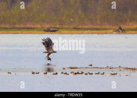 Pygargue à queue blanche (Haliaeetus albicilla), voler avec un bas de hunding foulque sur le lac, vue de côté, l'Allemagne, la Bavière, le lac de Chiemsee Banque D'Images