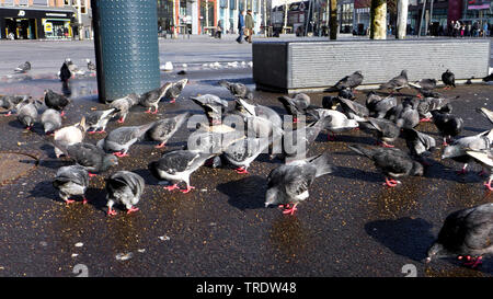 Pigeon domestique (Columba livia domestica). f, troupeau, sur la place du marché sur l'alimentation, de l'Allemagne Banque D'Images