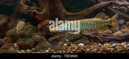 Le brochet, le grand brochet (Esox lucius), la fixation d'un poisson fourrage, side view, Allemagne Banque D'Images