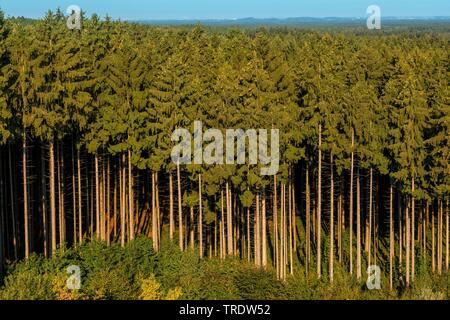 L'épinette de Norvège (Picea abies), forêt de sapins, Allemagne, Bavière, Ebersberg Banque D'Images