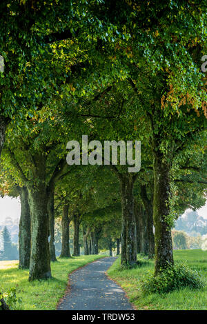 Tilleul à petites feuilles, littleleaf linden, peu de feuilles Tilia cordata (Tilleul), ancienne ruelle de Lomé avec allée, Allemagne, Bavière, Ebersberg Banque D'Images