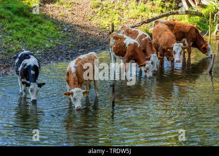 Les bovins domestiques (Bos primigenius f. taurus), cattles debout dans un Creek et de boire, de l'Allemagne, de Bavière, le lac de Chiemsee Banque D'Images