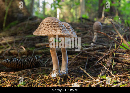 Shaggy parasol (Cardinal rouge / Northern Cardinal Olivieri, Cardinal rouge / Northern Cardinal, rachodes rachodes Macrolepiota), des organes de fructification dans une forêt de sapins, vue de côté, l'Allemagne, la Bavière Banque D'Images