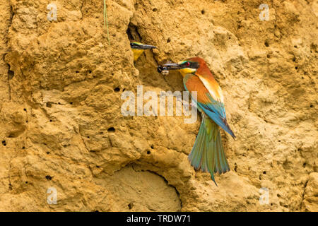 Eater Guêpier d'Europe (Merops apiaster), apportant un bourdon à un jeune oiseau en attente dans un trou d'élevage, l'Allemagne, la Bavière Banque D'Images