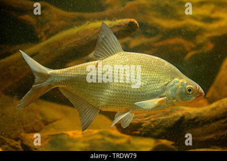 Brème commune brème d'eau douce, la carpe, la brème (Abramis brama), piscine, vue latérale, Allemagne Banque D'Images