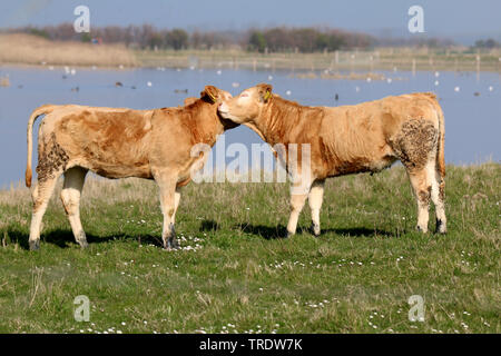 Limousin bovins, les bovins domestiques (Bos primigenius f. taurus), les mollets sur les pâturages, le pâturage extensif, Pays-Bas Banque D'Images