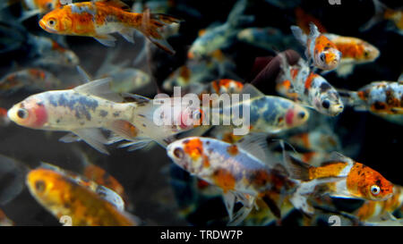 Le carassin, la carpe commune (Carassius auratus), in pool Banque D'Images