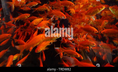 Le carassin, la carpe commune (Carassius auratus), in pool Banque D'Images