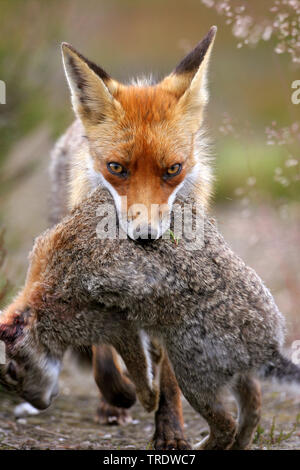 Le renard roux (Vulpes vulpes), marche à pied avec un lapin dowm chasse dans la bouche, vue avant, Pays-Bas Banque D'Images