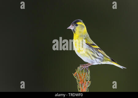 Siskin Carduelis spinus (épinette), mâle adulte, sur une branche, Allemagne Banque D'Images