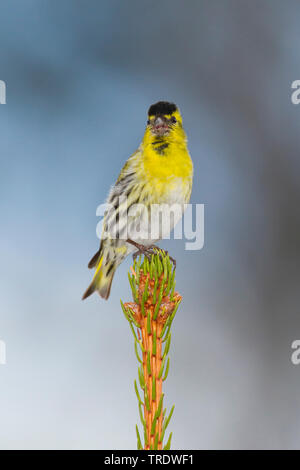 Siskin Carduelis spinus (épinette), mâle adulte, sur une branche, Allemagne Banque D'Images