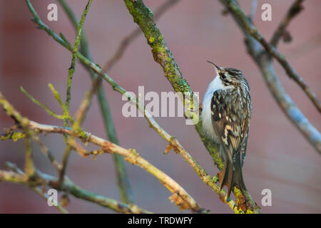 Bruant commun (Certhia familiaris pyrenaica, Certhia familiaris macrodactyla), assis sur une branche, Allemagne Banque D'Images