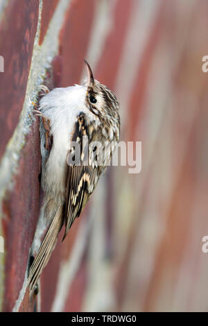 Bruant commun (Certhia familiaris pyrenaica, Certhia familiaris macrodactyla), assis à un mur, Allemagne Banque D'Images