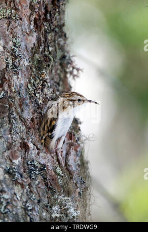 Bruant commun (Certhia familiaris pyrenaica, Certhia familiaris macrodactyla), assis à un tronc, Autriche Banque D'Images