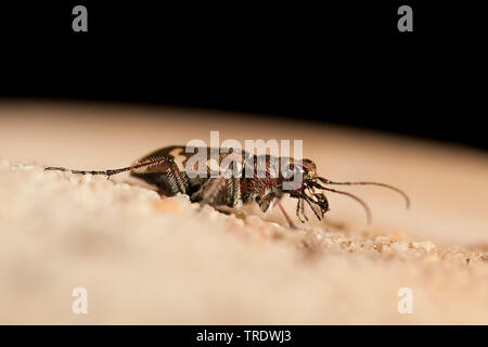 Tiger beetle dune (Cicindela hybrida), vue latérale, Overijssel, Pays-Bas Banque D'Images