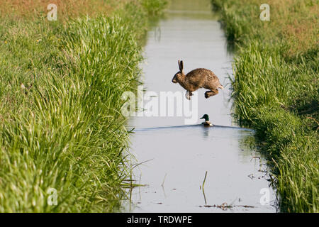 Lièvre européen, lièvre Brun (Lepus europaeus), sauter par dessus un fossé avec le canard, Pays-Bas Banque D'Images