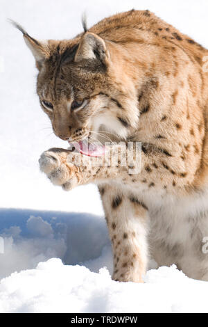 Le lynx eurasien (Lynx lynx), dans la neige, le léchage paw, Allemagne, Bavière, Parc National de la Forêt bavaroise Banque D'Images