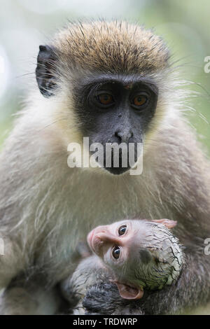 Green monkey, singe, singe Sabaeus Callithrix (Chlorocebus sabaeus), mère de jeune animal dans ses bras, half-length portrait, Gambie Banque D'Images
