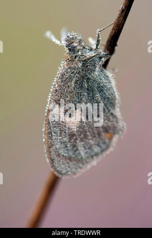Petit heath (Coenonympha pamphilus), humide de la rosée, l'Overijssel, Pays-Bas Banque D'Images