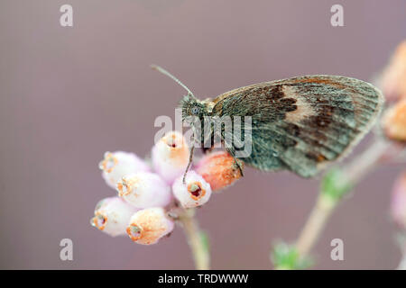 Petit heath (Coenonympha pamphilus), humide de la rosée, l'Overijssel, Pays-Bas Banque D'Images
