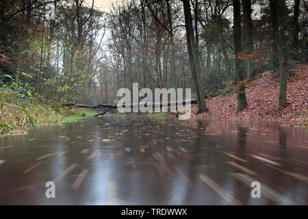 Arbre tombé sur une rivière au moment de l'automne, les Pays-Bas, l'Overijssel Banque D'Images