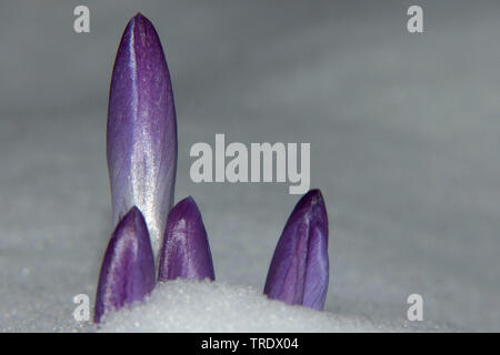 Crocus (Crocus spec.), le crocus dans la neige, Pays-Bas Banque D'Images