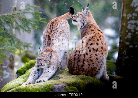 Le lynx eurasien (Lynx lynx), a un bout droit, en Allemagne, en Bavière, Parc National de la Forêt bavaroise Banque D'Images