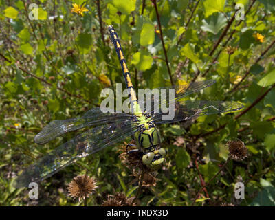 Libellule, Serpentine (Arthropode Ophiogomphe vert, à serpentinus Ophiogomphus cecilia Ophiogomphus), vue du dessus, Allemagne Banque D'Images