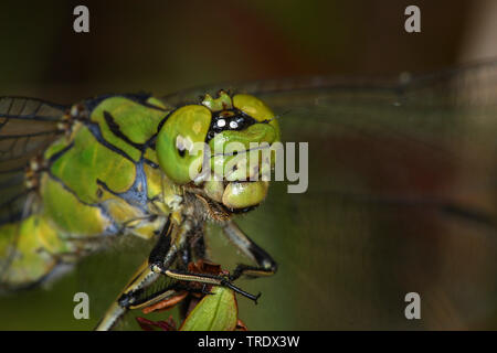 Libellule, Serpentine (Arthropode Ophiogomphe vert, à serpentinus Ophiogomphus cecilia Ophiogomphus), portrait, Allemagne Banque D'Images