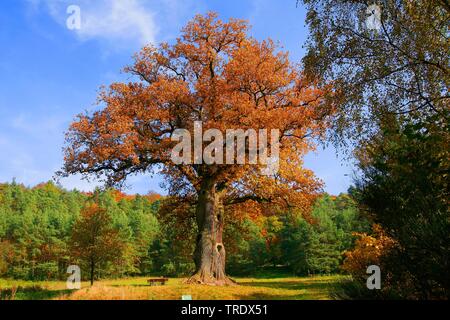 Le chêne commun, le chêne pédonculé, chêne pédonculé (Quercus robur. Quercus walkeri), à Fuettersee Kaisereiche en automne, en Allemagne, en Bavière, Franken, Franconia, Fuettersee Banque D'Images