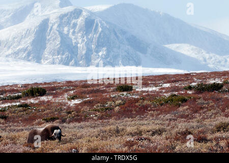 Le boeuf musqué (Ovibos moschatus), dans la toundra, les montagnes en arrière-plan, la Norvège, le Parc National de Dovrefjell Sunndalsfjella, Kongsvold Banque D'Images