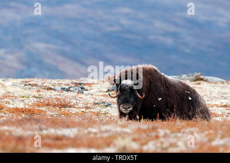 Le boeuf musqué (Ovibos moschatus), bull dans la toundra, de la Norvège, Dovrefjell Sunndalsfjella Parc National, Kongsvold Banque D'Images