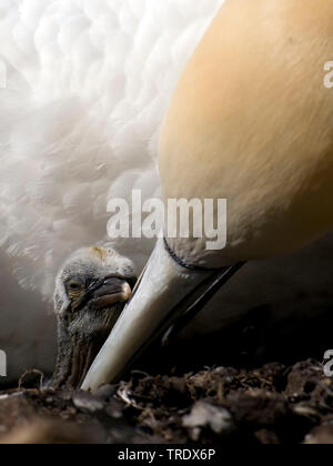 Fou de Bassan (Sula bassana, Morus bassanus), avec chick, Royaume-Uni, Angleterre Banque D'Images