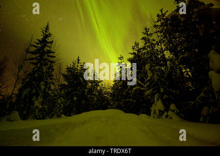 Northern Light, aurores boréales en hiver, Suède Banque D'Images