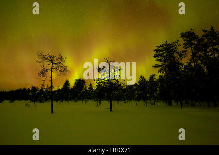 Northern Light, aurores boréales en hiver, Suède Banque D'Images