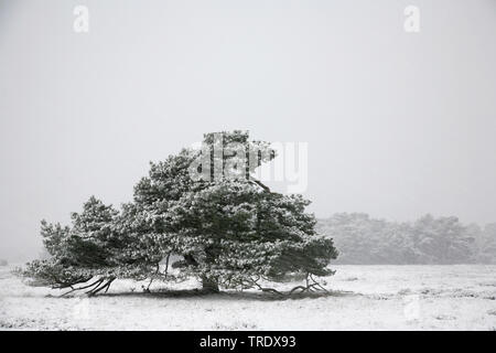 Arbre en hiver, Pays-Bas, parc national De Hoge Veluwe Banque D'Images