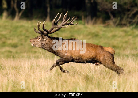 Red Deer (Cervus elaphus) stag rugissant, fonctionnant par l'intermédiaire d'une chambre, vue latérale, Pays-Bas Banque D'Images