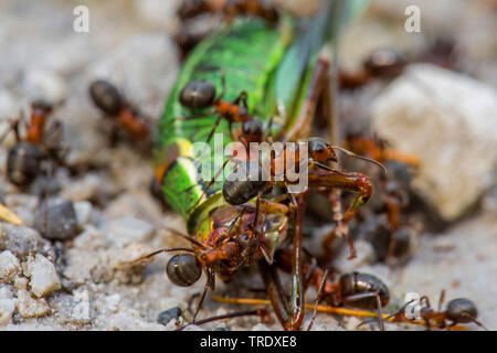 Fourmi (Formica rufa), les fourmis des bois mange une sauterelle, en Autriche, le Tyrol Banque D'Images