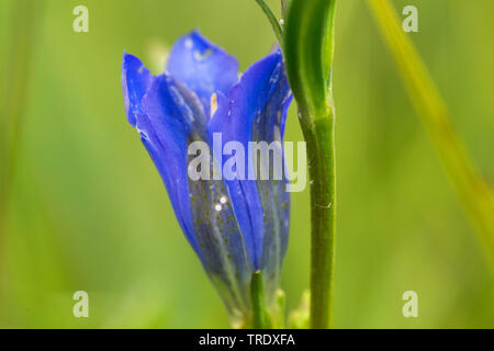 Alcon montagne bleu (Phengaris rebeli Maculinea rebeli,), d'œufs, à la montagne de fleurs bleu Alcon, Allemagne, Bavière, Oberbayern, Haute-Bavière Banque D'Images